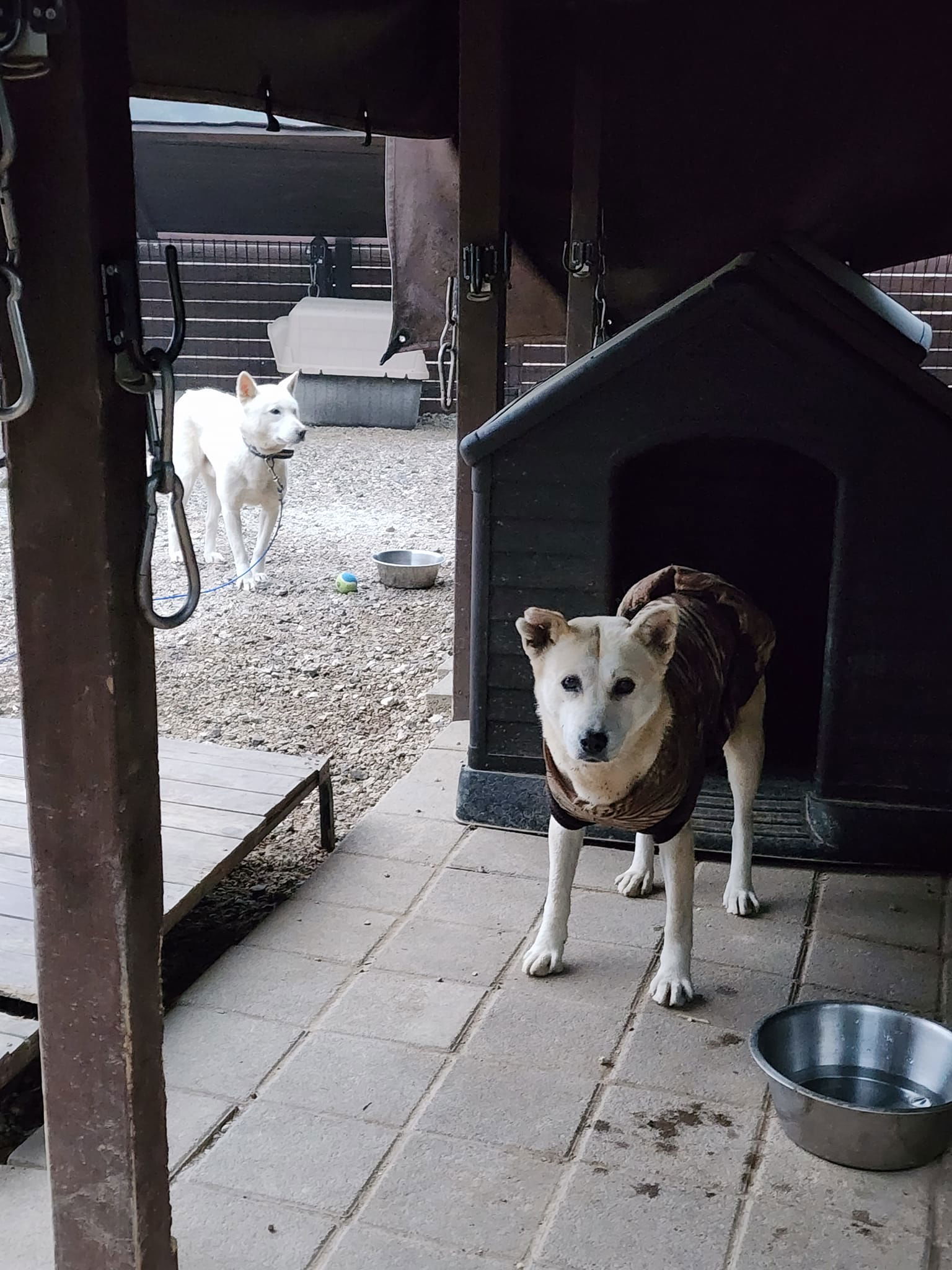 TIARA & TANIA - $300 both girls, an adoptable Jindo in Sebec, ME, 04481 | Photo Image 3