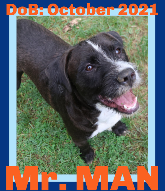 Mr. Man - $250, an adoptable Schnauzer, Terrier in Sebec, ME, 04481 | Photo Image 1