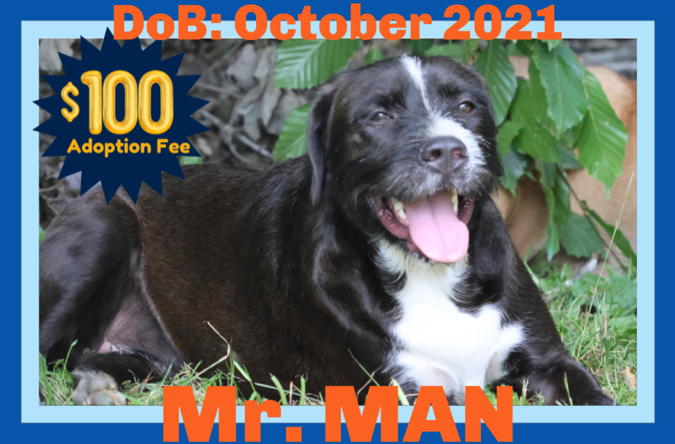 Mr. Man - $100, an adoptable Schnauzer, Terrier in Sebec, ME, 04481 | Photo Image 1