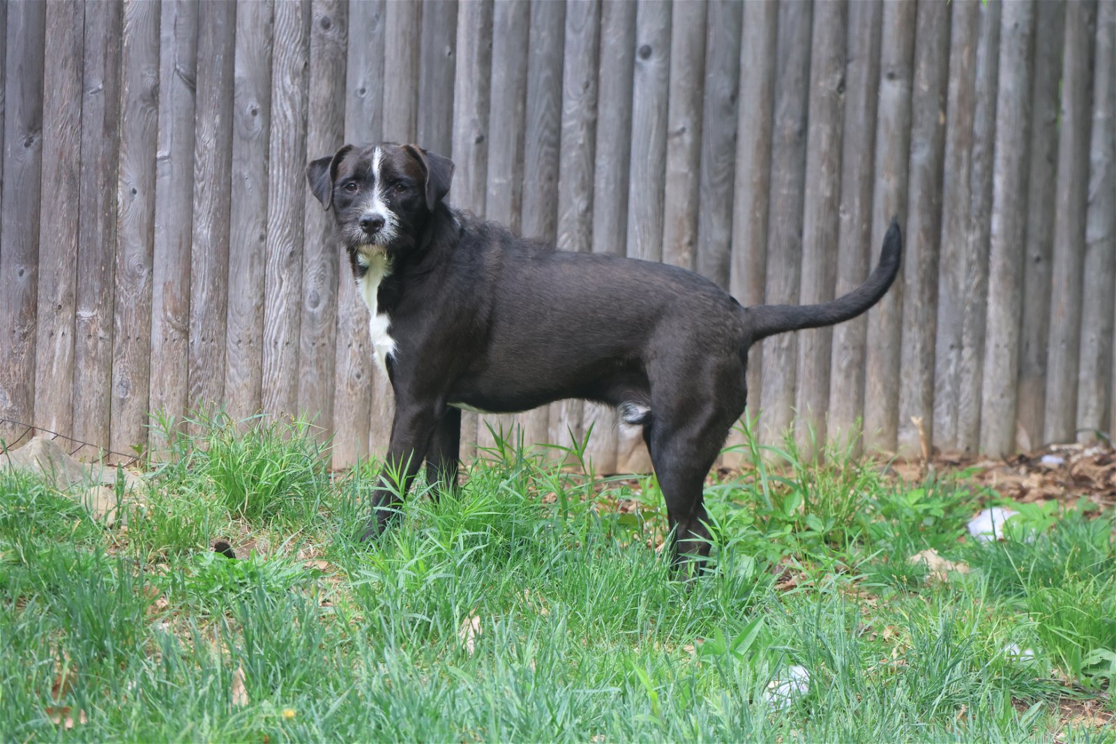Mr. Man - $250, an adoptable Schnauzer, Terrier in Sebec, ME, 04481 | Photo Image 2