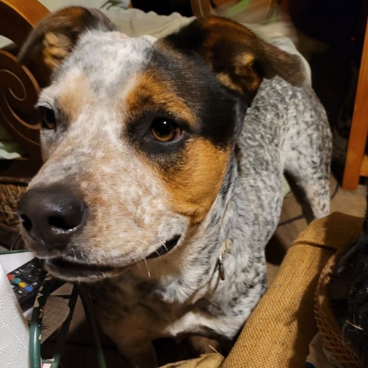 Dog for adoption Ghost, an Australian Cattle Dog / Blue Heeler in