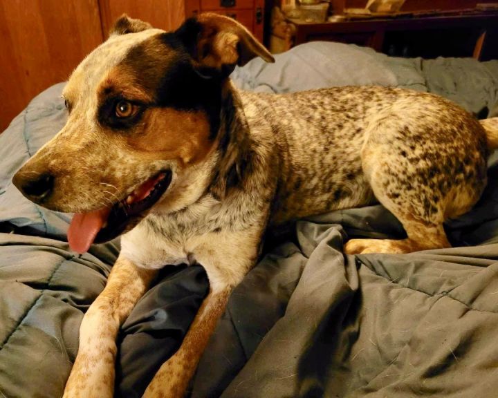 Dog for adoption Ghost, an Australian Cattle Dog / Blue Heeler in