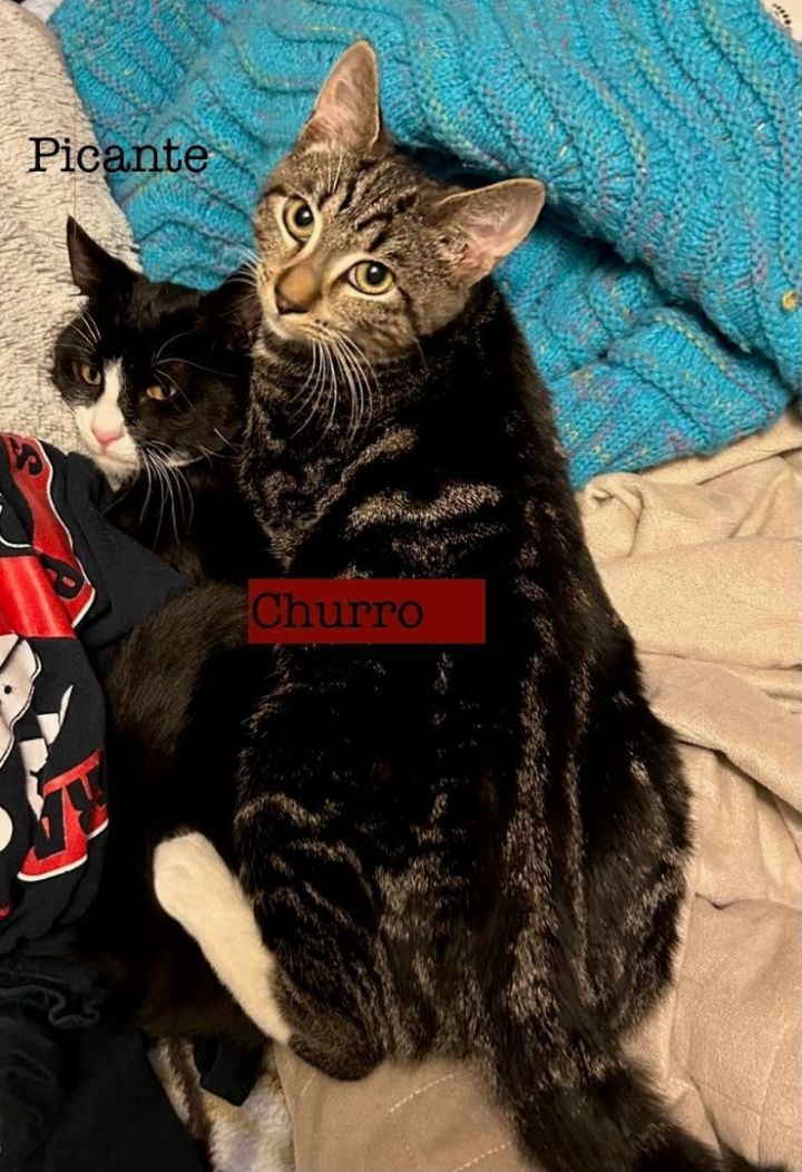 Churro + Picante, an adoptable Domestic Short Hair in West Orange, NJ_image-2