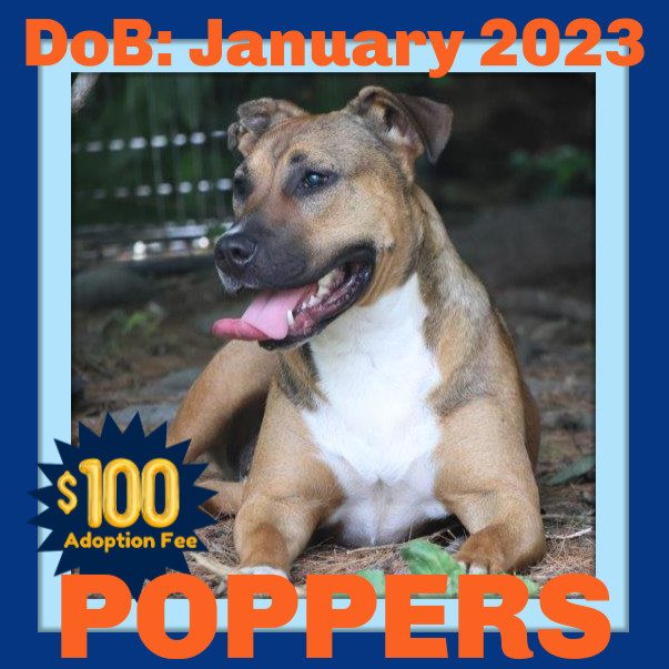POPPERS - $100 1