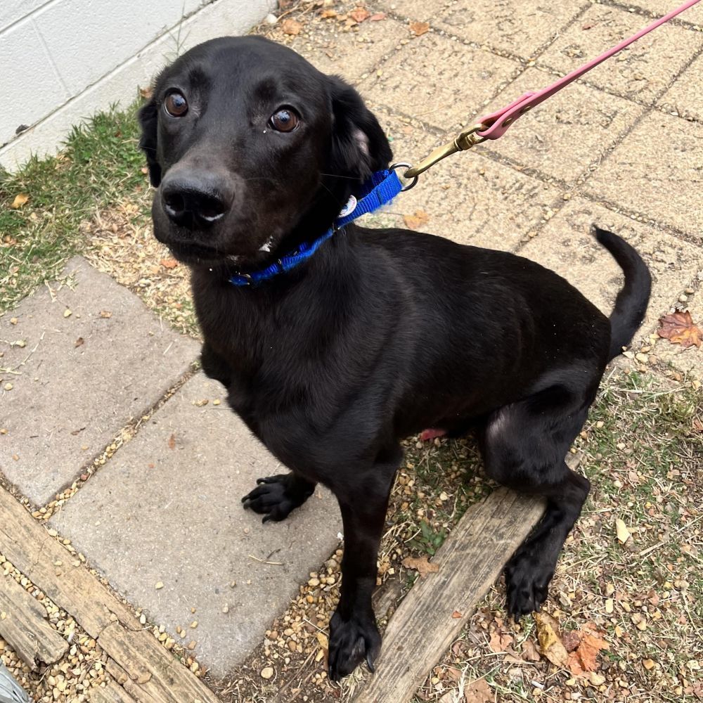 Dog for adoption - Johnny, a Labrador Retriever Mix in Alexandria, VA ...