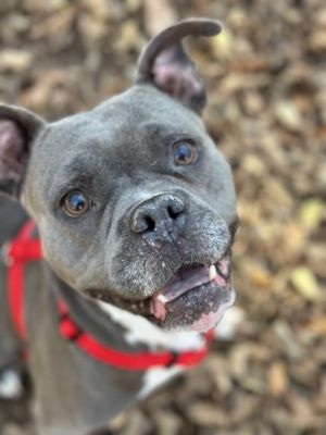 Sissy - IN FOSTER Mixed Breed Dog