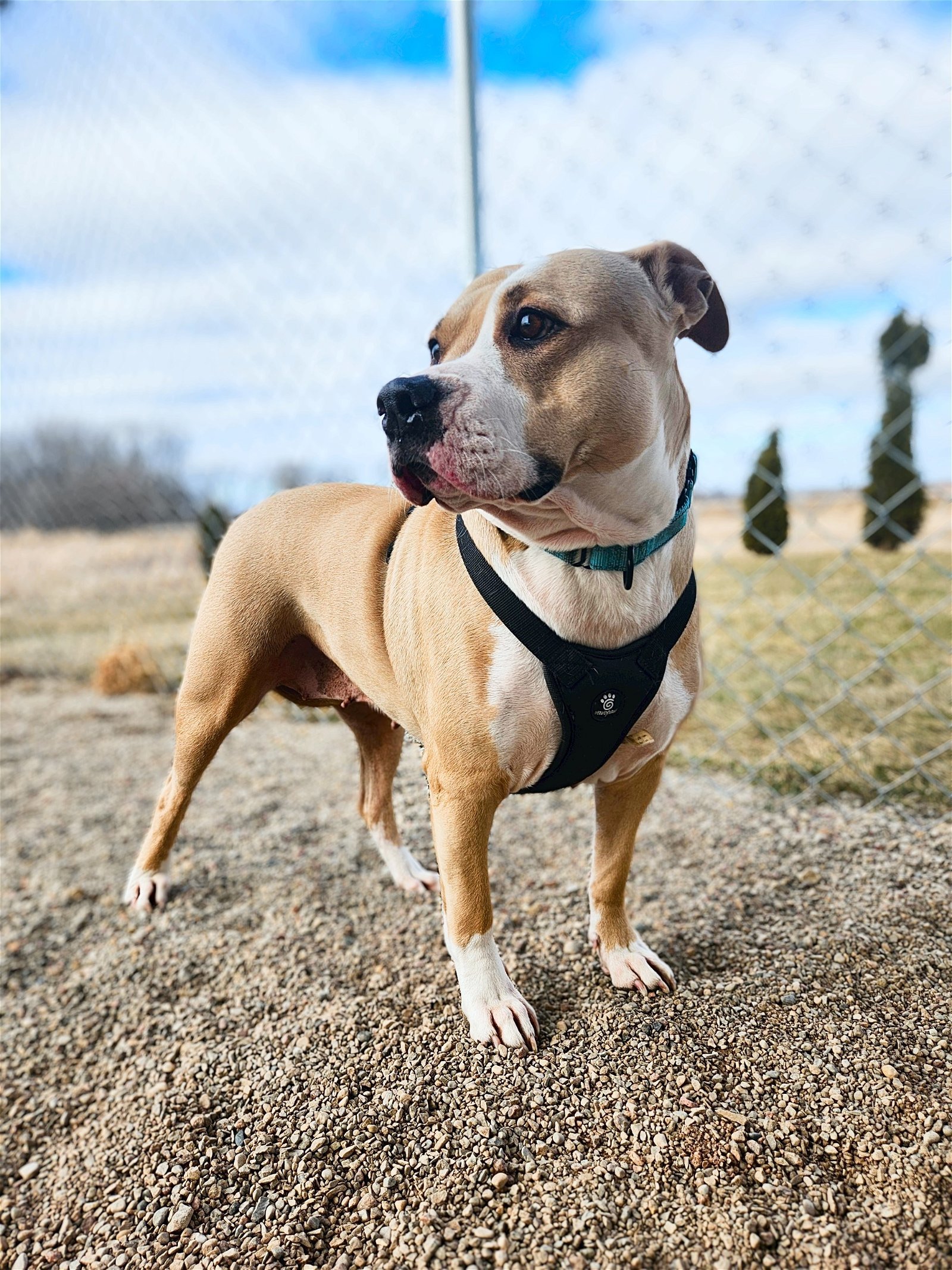 Jewel, an adoptable Pit Bull Terrier in New London, WI, 54961 | Photo Image 2