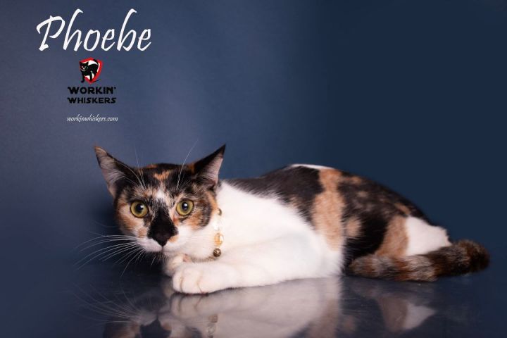 PHOEBE, an adoptable Calico & Domestic Short Hair Mix in HEMET, CA_image-1