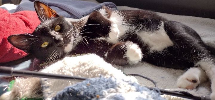 UPDATE** Patches has been adopted! - CNY Cat Coalition