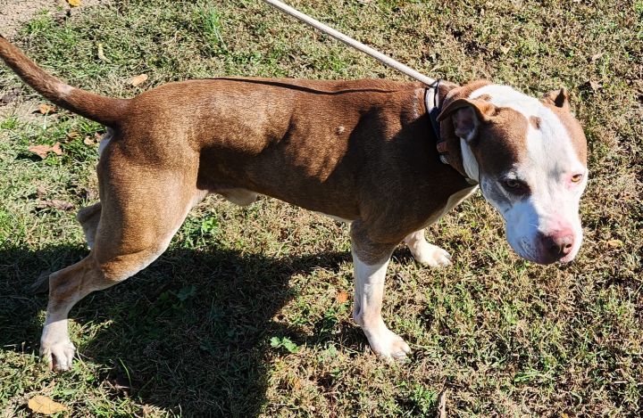 Saluda on sale pet supply