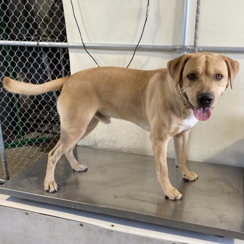 Lloyd, an adoptable Mixed Breed in Las Cruces, NM, 88012 | Photo Image 1