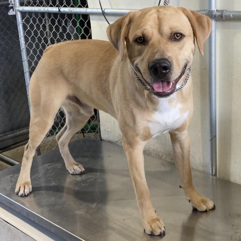 Lloyd, an adoptable Mixed Breed in Las Cruces, NM, 88012 | Photo Image 2