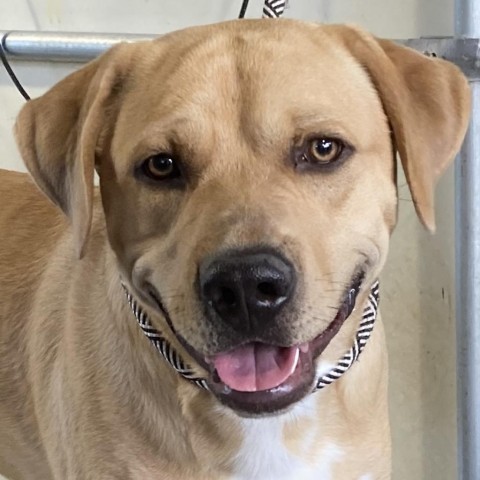 Lloyd, an adoptable Mixed Breed in Las Cruces, NM, 88012 | Photo Image 3