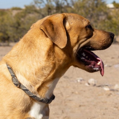 Lloyd, an adoptable Mixed Breed in Las Cruces, NM, 88012 | Photo Image 4