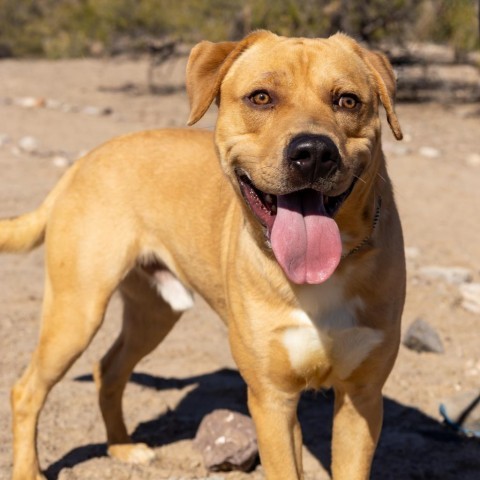 Lloyd, an adoptable Mixed Breed in Las Cruces, NM, 88012 | Photo Image 5