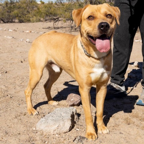 Lloyd, an adoptable Mixed Breed in Las Cruces, NM, 88012 | Photo Image 6