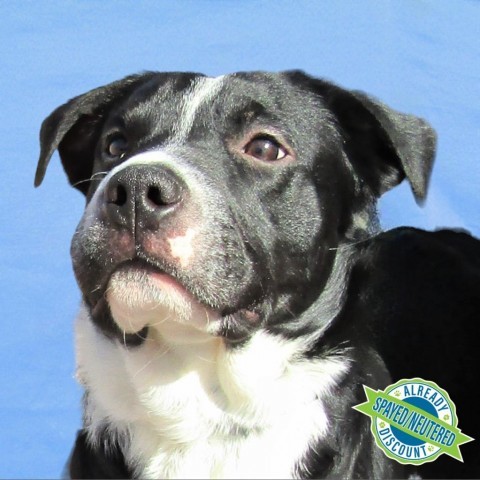 Dexter, an adoptable Mixed Breed in Las Cruces, NM, 88012 | Photo Image 1