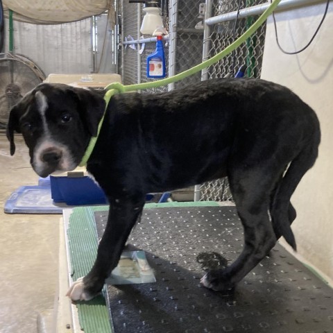 Dexter, an adoptable Mixed Breed in Las Cruces, NM, 88012 | Photo Image 2