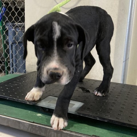 Dexter, an adoptable Mixed Breed in Las Cruces, NM, 88012 | Photo Image 3