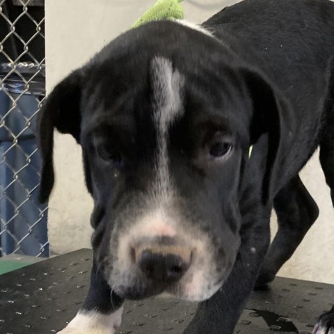 Dexter, an adoptable Mixed Breed in Las Cruces, NM, 88012 | Photo Image 4