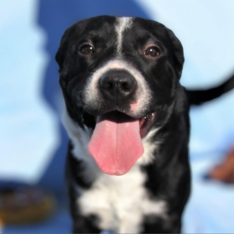 Dexter, an adoptable Mixed Breed in Las Cruces, NM, 88012 | Photo Image 6