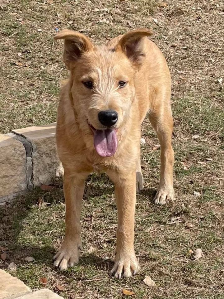 Wire haired terrier mix for sale adoption