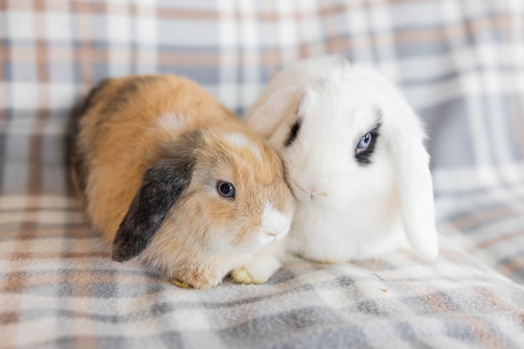 Rabbit for adoption - Tootsie & Taffy, a Holland Lop & Mini Lop Mix in ...