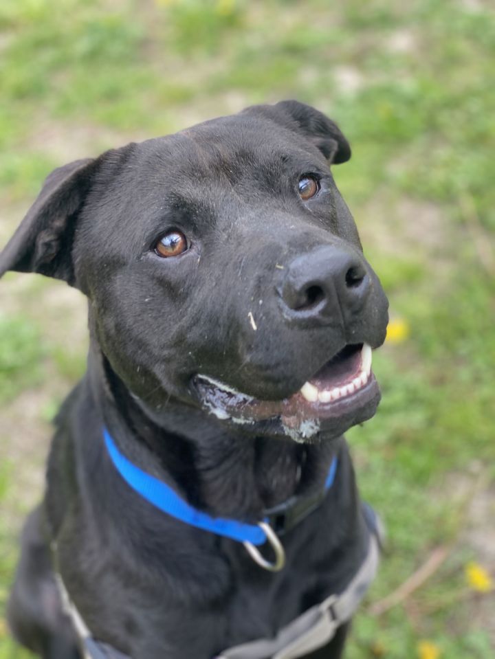 Dog for adoption 2404 1023 Pepper a Mixed Breed in Virginia