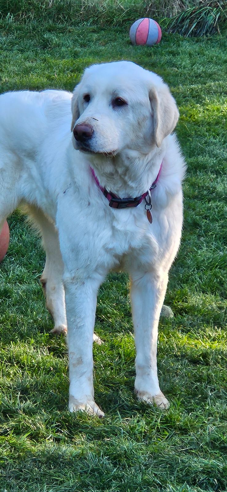 Della, an adoptable Great Pyrenees in Shelton, WA, 98584 | Photo Image 1