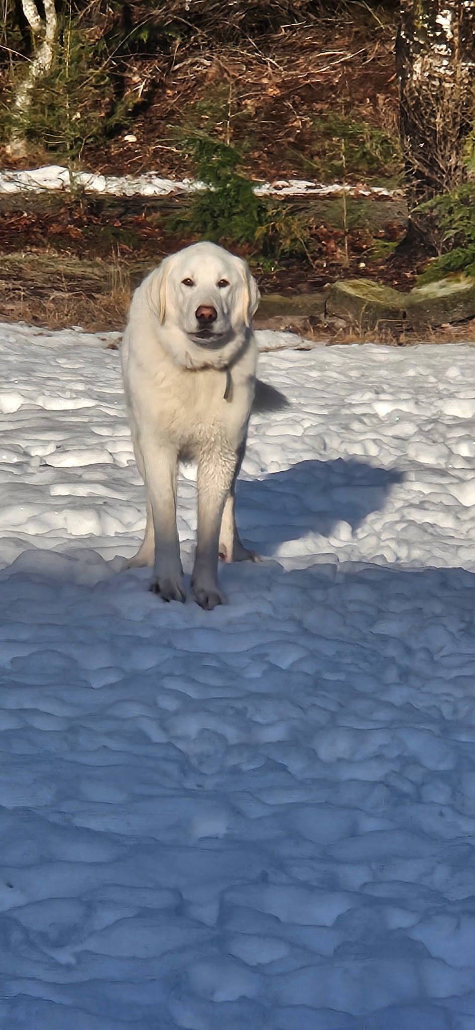 Della, an adoptable Great Pyrenees in Shelton, WA, 98584 | Photo Image 2