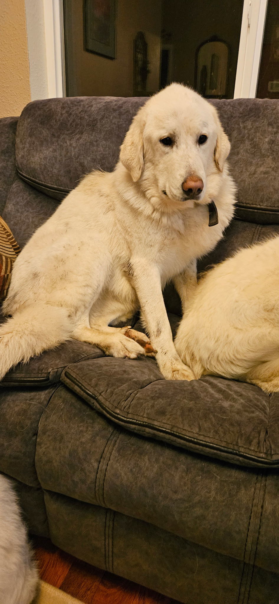 Della, an adoptable Great Pyrenees in Shelton, WA, 98584 | Photo Image 3