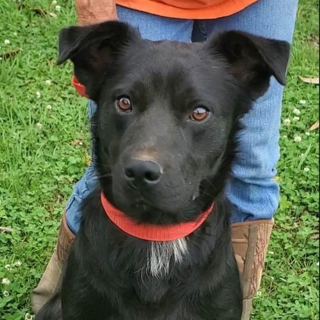 Petfinder flat hot sale coated retriever