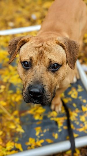 Dog for adoption - Fable, a Mixed Breed in Cincinnati, OH