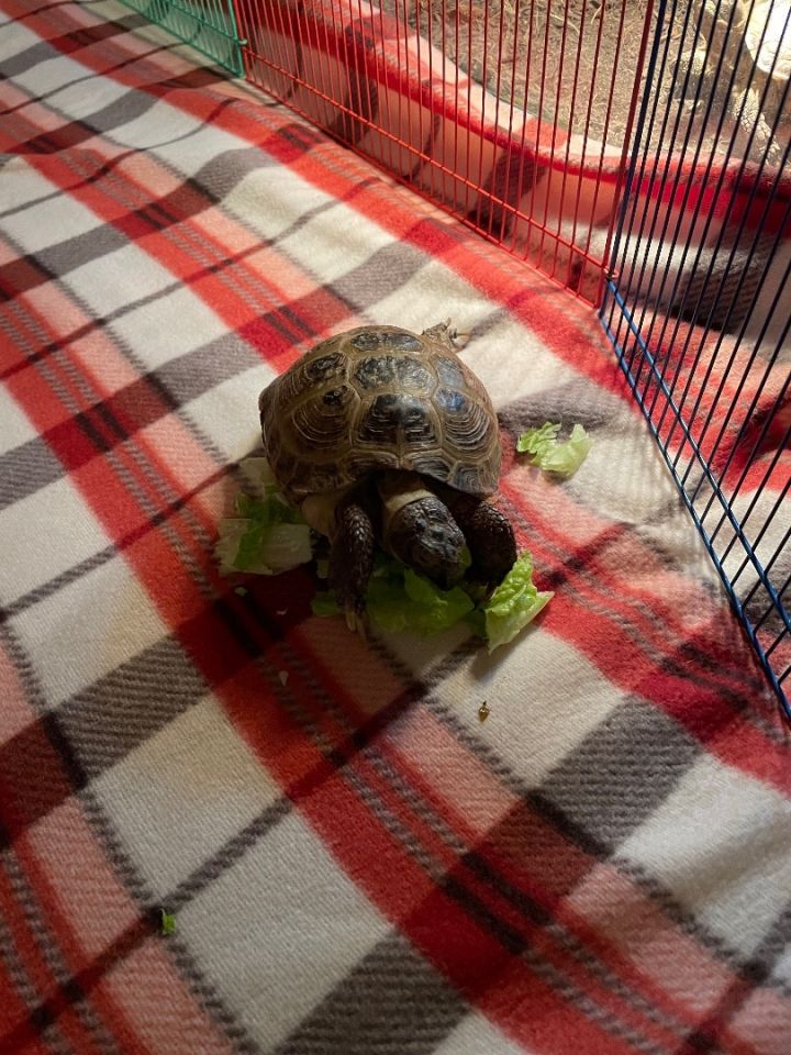 Petfinder tortoise hot sale