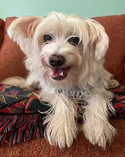 Eduardo, an adoptable Terrier, Maltese in San Diego, CA, 92102 | Photo Image 1