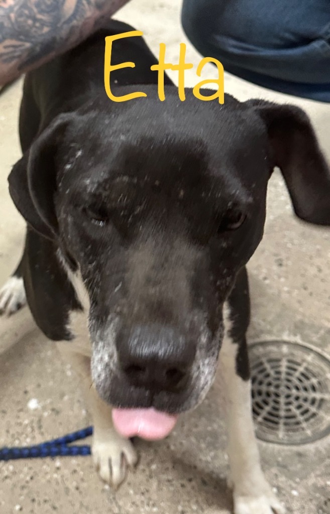 Etta, an adoptable Labrador Retriever, Mixed Breed in Saint Francisville, LA, 70775 | Photo Image 2
