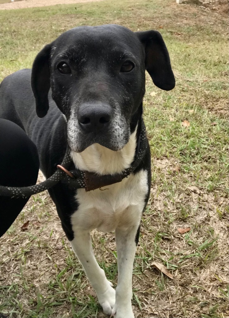 Etta, an adoptable Labrador Retriever, Mixed Breed in Saint Francisville, LA, 70775 | Photo Image 3