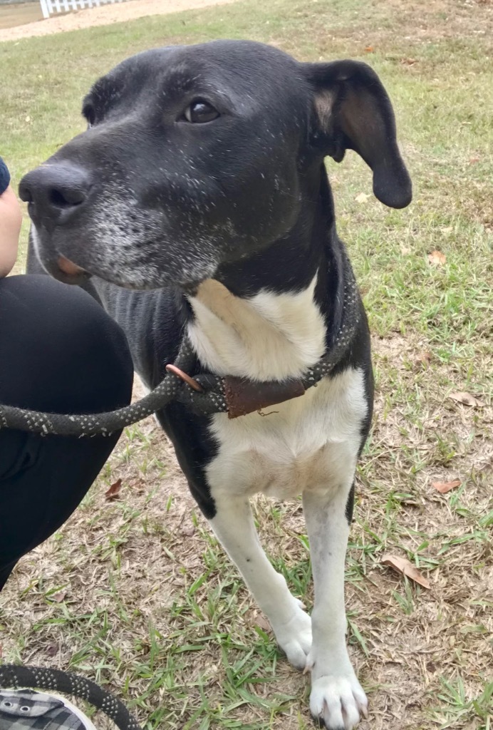 Etta, an adoptable Labrador Retriever, Mixed Breed in Saint Francisville, LA, 70775 | Photo Image 4