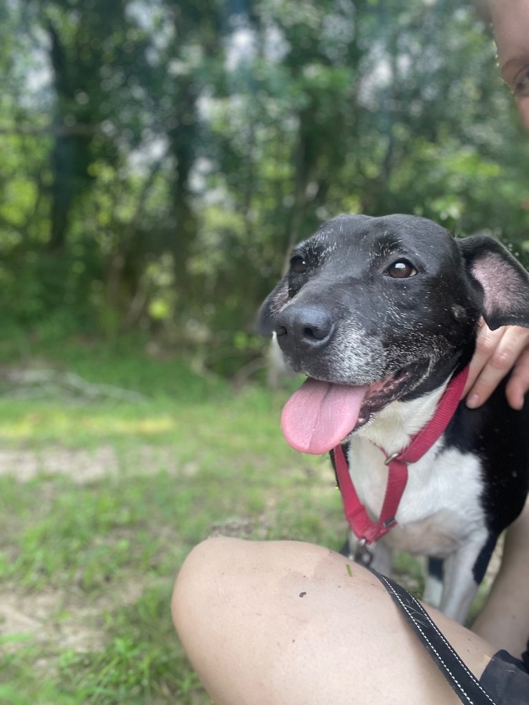 Etta, an adoptable Labrador Retriever, Mixed Breed in Saint Francisville, LA, 70775 | Photo Image 5