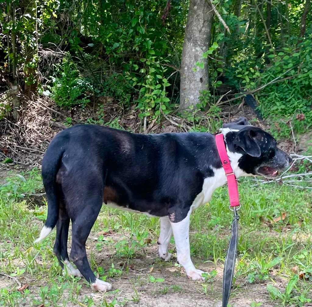 Etta, an adoptable Labrador Retriever, Mixed Breed in Saint Francisville, LA, 70775 | Photo Image 6