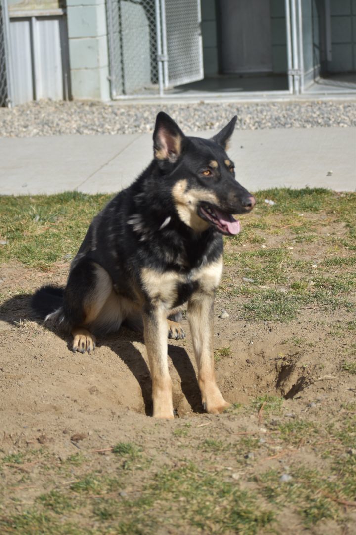 Petfinder german shepherd store puppies