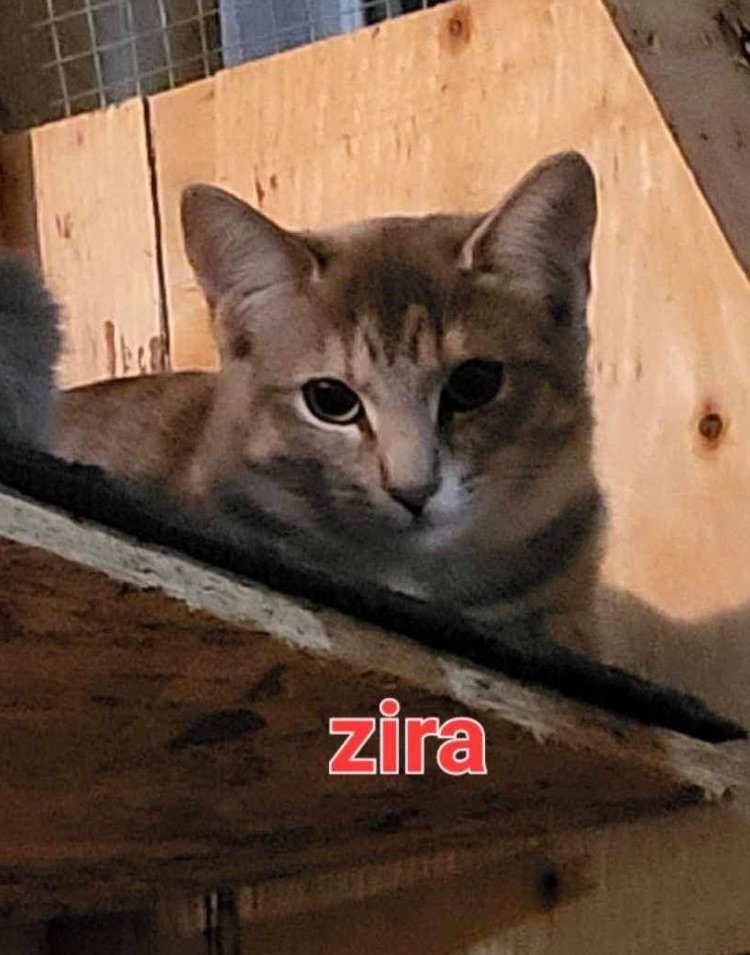Zira 