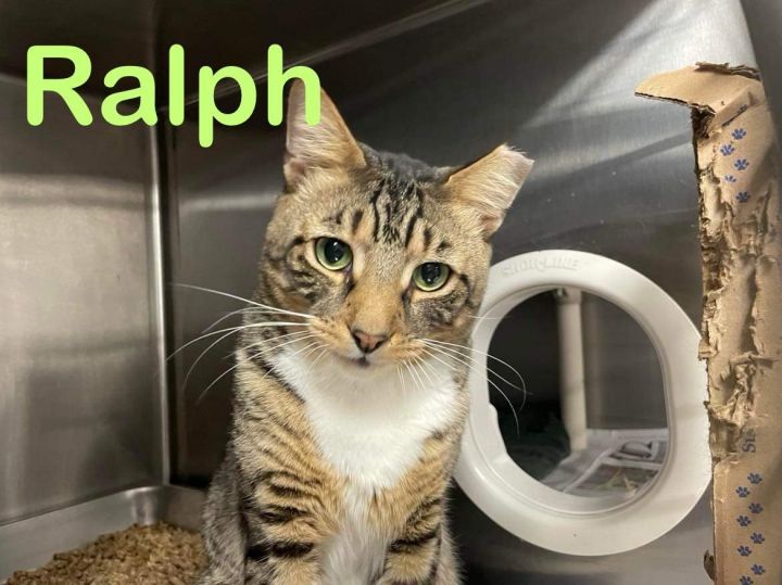 Ralph (barn cat) 1