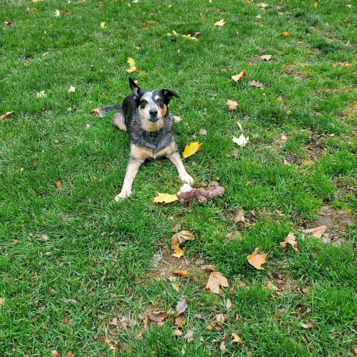 Paloma, an adoptable Australian Cattle Dog / Blue Heeler in Canton, NY_image-1