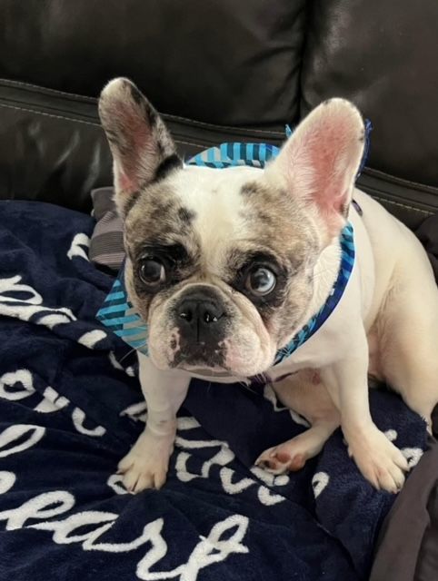 Dog for adoption - Dream, a French Bulldog in Odessa, FL | Petfinder