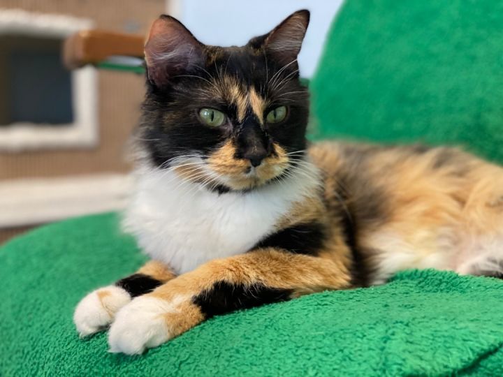 Beth, an adoptable Calico in Pierre, SD_image-1