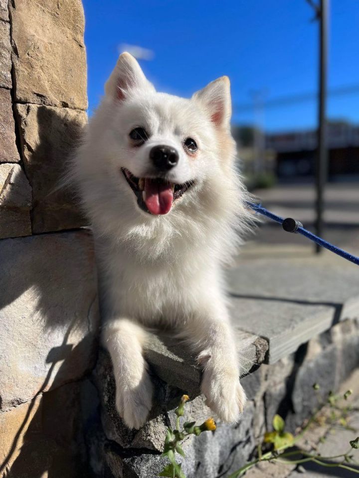 American eskimo for store adoption near me