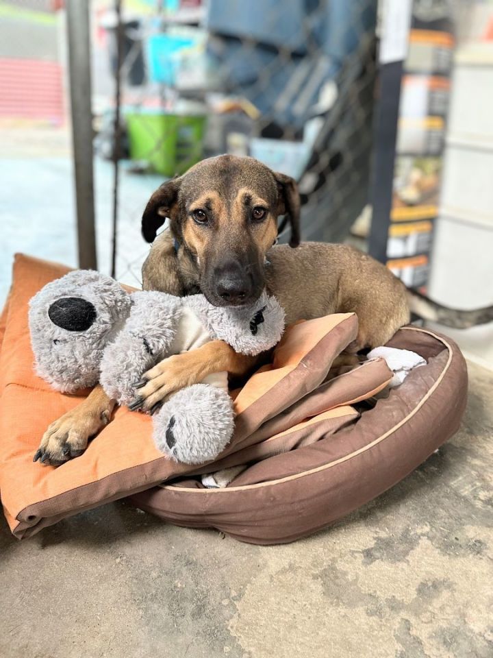 Ninipet dog deals bed