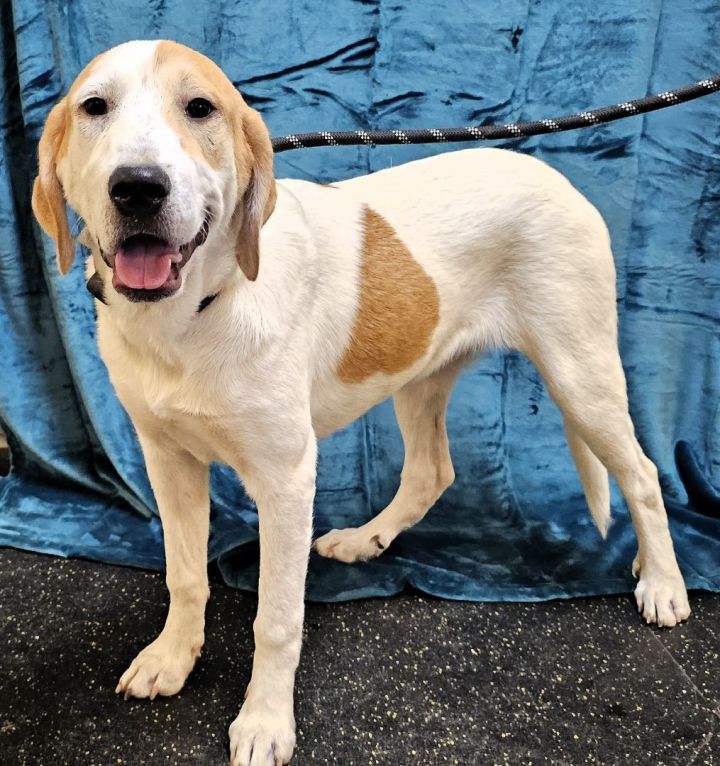 Great pyrenees 2024 hound mix