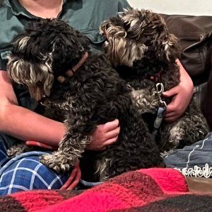 Petfinder schnauzer hot sale